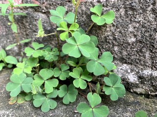 幸運草