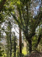 trees in the forest