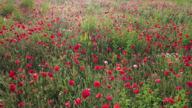 Luftaufnahme mit Drohne von Wildblumenwiese mit Klatschmohnbl&uuml;ten