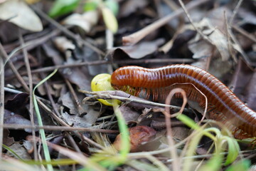 millipede walks for food on the ground in the forest.
