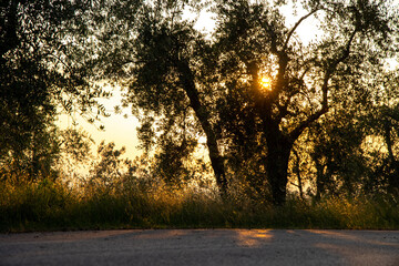 Beautiful idyllic summer landscape of Toscana, Italy with many mediterranean plants, olive trees...