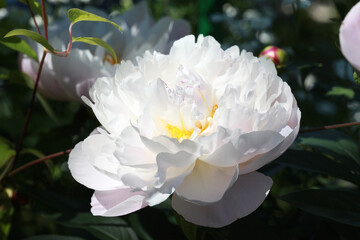 White peony flower in the garden on dark background.