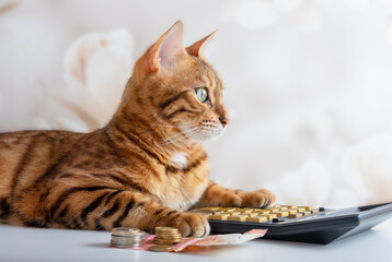 Bengal cat counts on a calculator, manage family budget, pay bills.