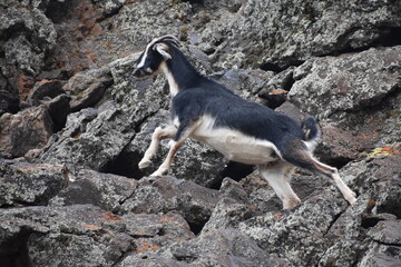 Goat in Laguna de la Niña Encantada