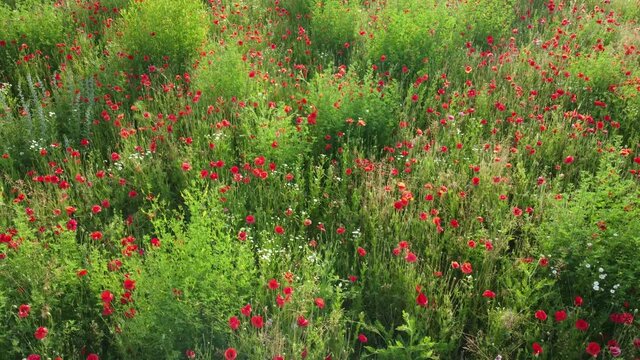 Drohnenaufnahme von Wildblumenwiese mit Klatschmohnbl&uuml;ten