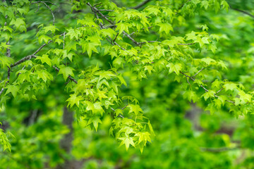 Bright green tree leaves