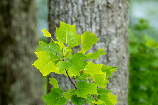 Bright green tree leaves