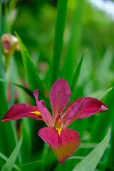 Fototapeta premium 花菖蒲(Iris)