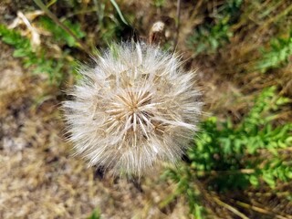 dandelion seed head