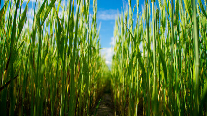 Green spikelets of wheat on a blue sky background