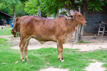 Cow close up suffering from Lumpy skin disease on mouth and body, in Thailand.