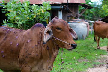 Cow close up suffering from Lumpy skin disease on mouth and body, in Thailand.