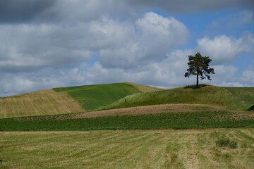 Beautiful rural scenery with colorful fields and lonely tree on horizon