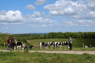 Group of people standing and looking at herd of cows on green meadow.