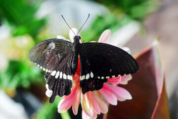 A butterfly spreading its wings perched on a beautiful chrysanthemum flower.