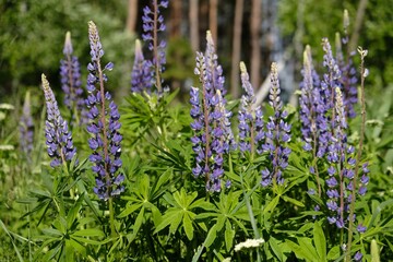 Lupinus, commonly known as lupin, lupine, or regionally as bluebonnet  in forest