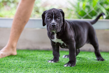 The cute black pit bull, less than 1-month-old, walks freely on artificial grass in the dog farm. A prolific, obese puppy, learning to walk, needs a lot of love and care.