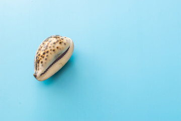 summer background of seashell on a blue background