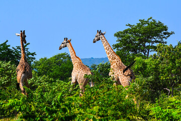 giraffe in wild Mosi-oa-Tunya National Park Zambia Africa