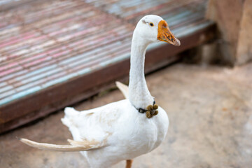 White goose has a collar, a new pet in the house with a cute personality.