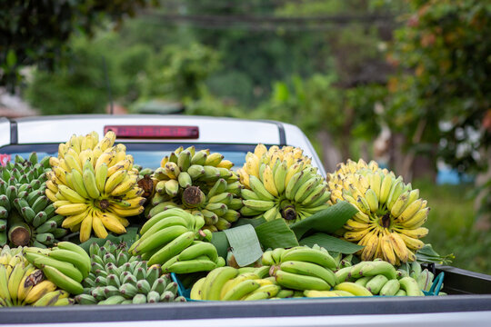 There are lots of bananas in the back of the pickup truck. middlemen to buy bananas from farmers Bananas are yellow-green. Thai agricultural bananas delicious sweet
