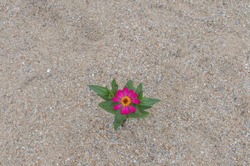 A beautiful top view of pink Mexican aster flower, Blur background.