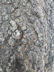 Old dry tree brown bark background and texture