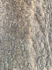 Old dry tree brown bark background and texture