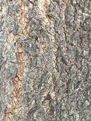 Old dry tree brown bark background and texture