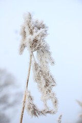 Frosted reed grass