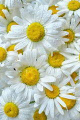 Bouquet of beautiful chamomile close-up. White flowers top view. Petals close-up with water drops. Floral greeting card or wallpaper. Delicate abstract floral pastel background