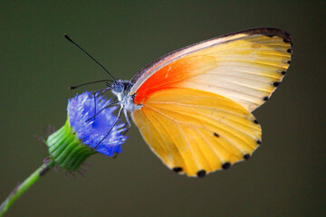 Easter Dotted Border or Common Dotted Border Butterflies wild Zambia Bush Africa