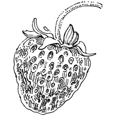 Berries by hand drawing. Strawberry logo or tattoo highly detailed in line art style concept. Black and white clip art isolated. Antique vintage engraving illustration for emblem. Herbal medicine.