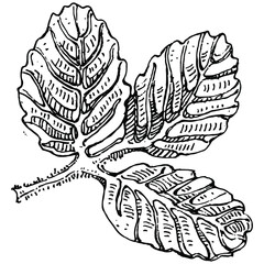 Berries by hand drawing. Strawberry logo or tattoo highly detailed in line art style concept. Black and white clip art isolated. Antique vintage engraving illustration for emblem. Herbal medicine.