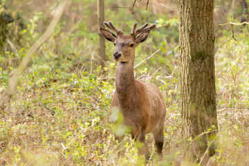 Jelen szlachetny Cervus elaphus © Robert