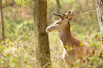 Jelen szlachetny Cervus elaphus © Robert