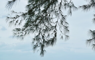 pine tree leaf and seed hanging from branch with sky background at beach