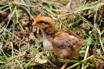 Chick in Wild Zambia Africa