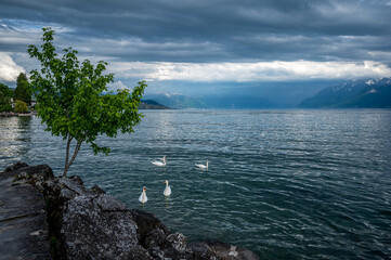 White swans swimming in lake Geneva in Switzerland. Tranquil scene of water, trees, rock and...