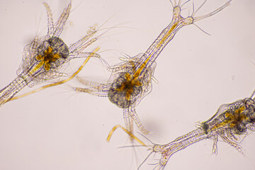 Closeup zoea stage of Vannamei shrimp in light microscope, Shrimp larvae under a microscope,...