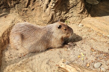 砂地で目をつむってのんびり寝ているカワイイカピバラ