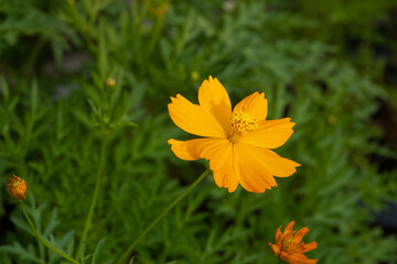 fresh orange cosmos flower blooming center of green leaves in botany garden.
