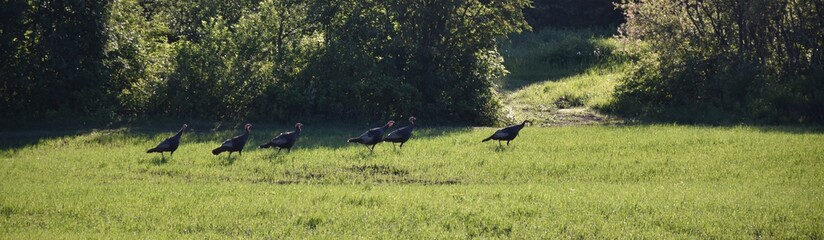 Wild turkeys in a field