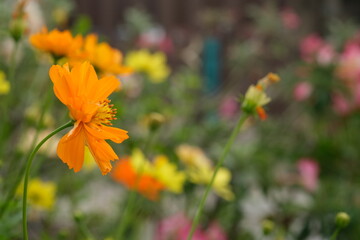 group of fresh yellow cosmos flower blooming in botany garden in summer season.