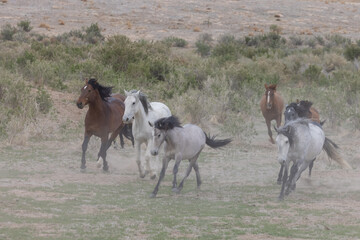 Herd of Wild Horses in the Utah Desert