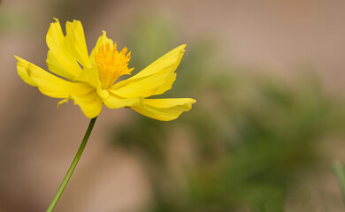 side view fresh cosmos yellow pollen blooming  show pretty love in botanic garden with copy space.