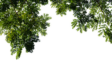 green tree branch isolated on white background, nature background