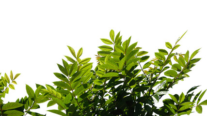 green tree branch isolated on white background, nature background