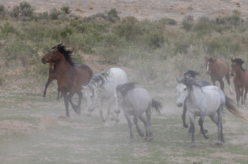 Herd of Wild Horses in the Utah Desert