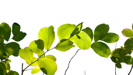 green tree branch isolated on white background, nature background